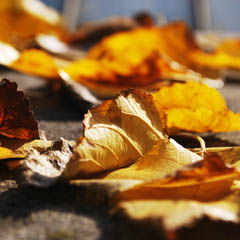 Web漏洞扫描工具